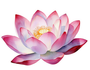 Watercolor of lotus flower isolated on white.