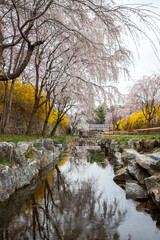 국립현충원의 봄