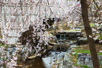 국립현충원의 봄