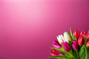 Pink holiday card. Bouquet of multicoloured tulips on bright pink background with gradient. Mother's day, valentine's day, birthday. Copy space, top view