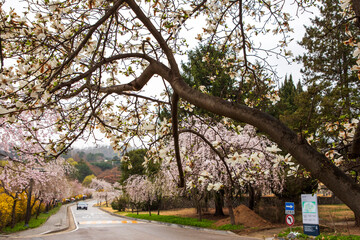 국립현충원의 봄