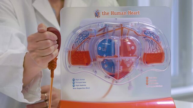 A teacher pumps a human heart model to showcase the blood circulation in the left and right ventricles.