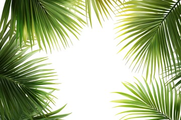 Tropical coconut palm leaves depicted on a transparent  file, perfect for a summer background