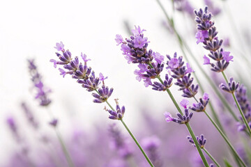 Obraz premium Fresh lavender spikes extend upwards, their tiny blossoms glowing under soft, natural light, creating a peaceful atmosphere of calmness and aromatic beauty