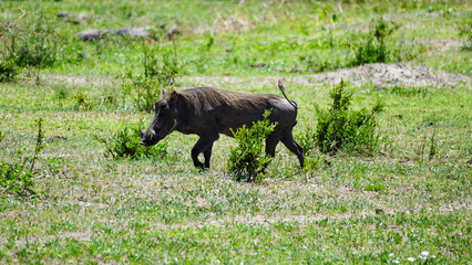 A Wild Warthog Roaming Freely Across the Expansive Grassland Landscape in Africa Tarangire National Park Tanzania Africa