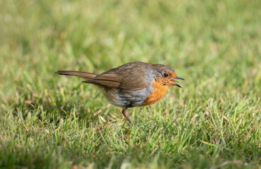 Fototapeta premium robin, erithacus rubecula, standing in the garden on the grass, singing, in the uk in the winter
