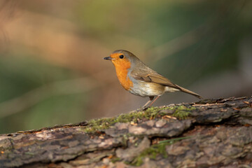 Fototapeta premium Robin on a tree trunk, close up, in a forest, in Scotland