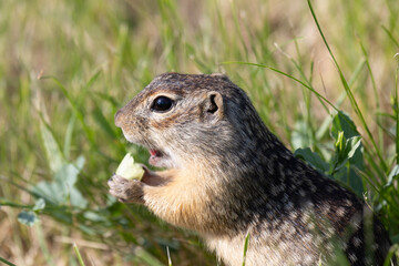 Speckled ground squirrel animal stands on its hind legs