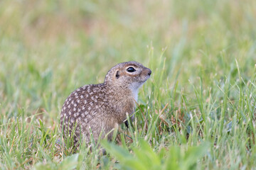 Speckled ground squirrel animal stands on its hind legs