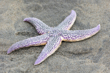 Amur starfish washed up on the sand by a storm. Kunashir. Southern Kuril Islands. Russia