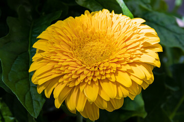 A bright yellow gerbera flower on the infield. close-up