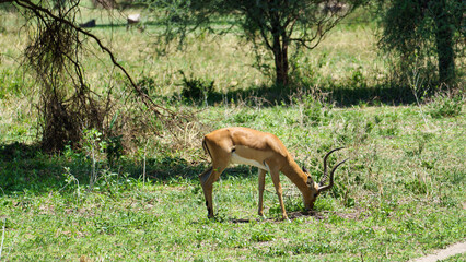 A Graceful Impala Grazing Serenity in a Beautiful Natural Habitat during a Peaceful Morning Tarangire National Park Tanzania Africa