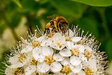 blooms spirea bush-lat. Spiraea is a genus of deciduous ornamental shrubs in the Rosaceae family. Inflorescences close-up