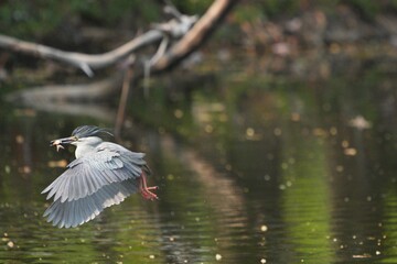 Green heron is searching for food in nature.