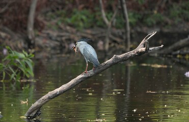 Green heron is searching for food in nature.