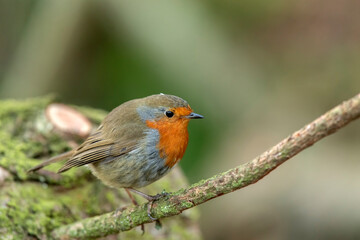 Robin with a blurred background perched on a branch close up in a forest in Scotland uk in the winter