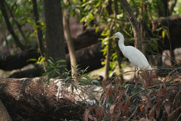 A white heron is looking for food in nature.