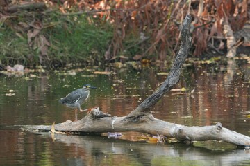 Green heron is searching for food in nature.