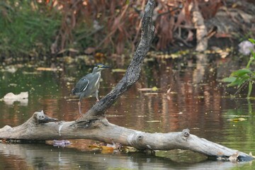 Green heron is searching for food in nature.