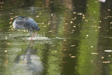 Green heron is searching for food in nature.