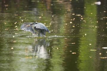 Green heron is searching for food in nature.