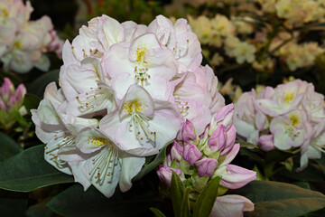 The rhododendron blooms in the spring garden. Beautiful white rhododendron close-up