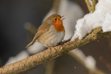 Robin on a branch, beak open, in the winter eating snow