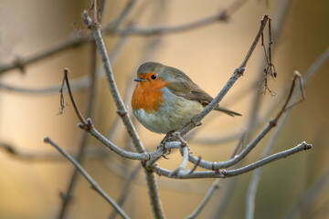 Robin, on a branch, close up, in a forest, in Scotland