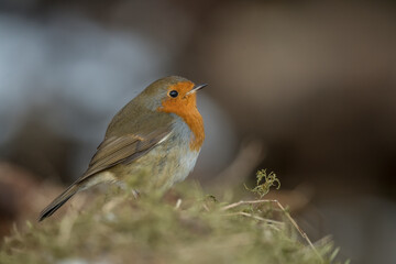 Robin on the grass, close up, in Scotland