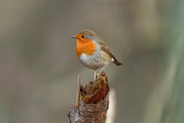 Side view of a Robin with a blurred background perched on a branch close up in a forest in Scotland uk