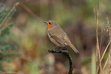 Robin, on a branch, close up, in a forest, in Scotland