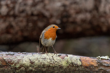 Robin on a branch in a forest, close up in Scotland