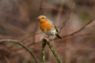 Robin on a branch in a forest, close up in Scotland