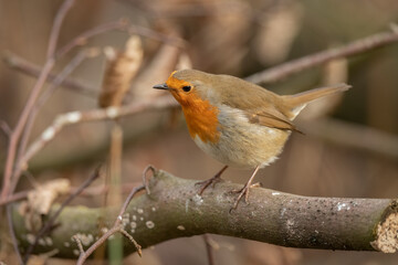 Robin, on a branch, close up, in a forest, in Scotland