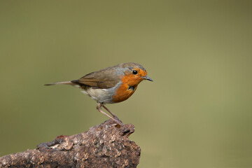 Robin on a tree trunk, close up, in a forest, in Scotland