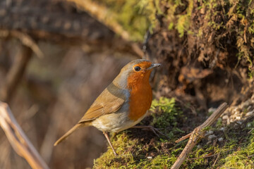 robin red breast on a branch