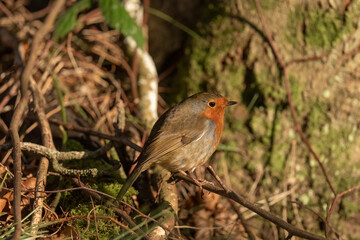 Side view of a robin perched on a twig in a forest in the winter