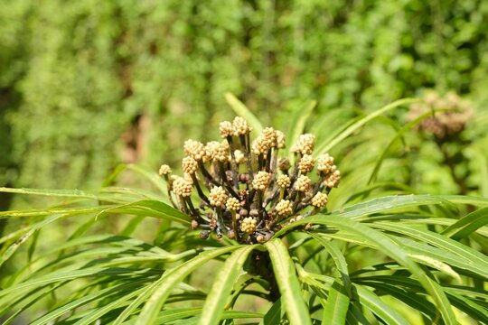 Osmoxylon lineare, green aralia, asparagaeae dracaena cantleyi, or miagos bush in the garden. Bunga aralia