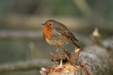 Side view of a Robin with a blurred background perched on a branch close up in a forest in Scotland uk
