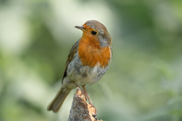 Robin on a branch in a forest, close up in Scotland