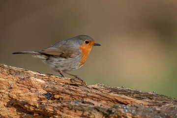 Robin on a tree trunk, close up, in a forest, in Scotland