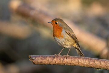 Robin, on a branch, close up, in a forest, in Scotland