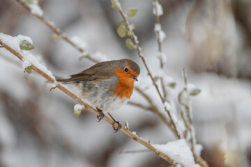 Robin perched on a snow covered branch in a forest in the winter in Scotland