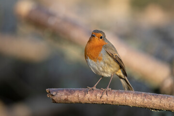Robin on a branch in a forest, close up in Scotland