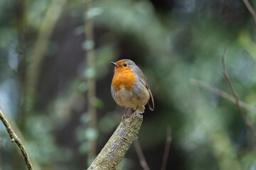 Robin on a branch in a forest, close up in Scotland