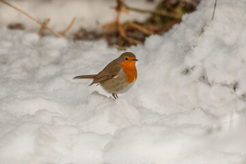 Robin perched in the snow in a forest in the winter in Scotland