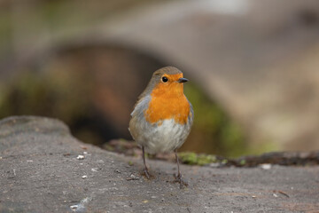 Robin on a tree trunk, close up, in a forest, in Scotland