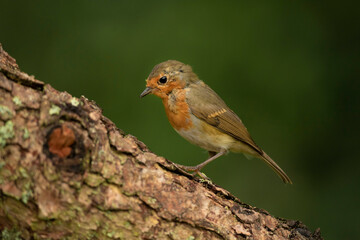 Robin on a tree trunk, close up, in a forest, in Scotland