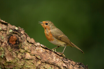 Fototapeta premium Robin tweeting on a tree trunk, close up, in a forest, in Scotland