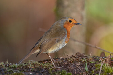 Robin on a tree trunk, close up, in a forest, in Scotland